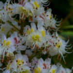 Blüte der Kastanie