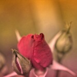 Rosenknospe geht auf