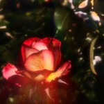Rose im Lichtstrahl